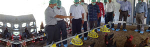 poultry development organization